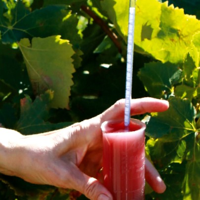 Domaine De Laplagnol vins Côtes du rhône dans le Gard (30)