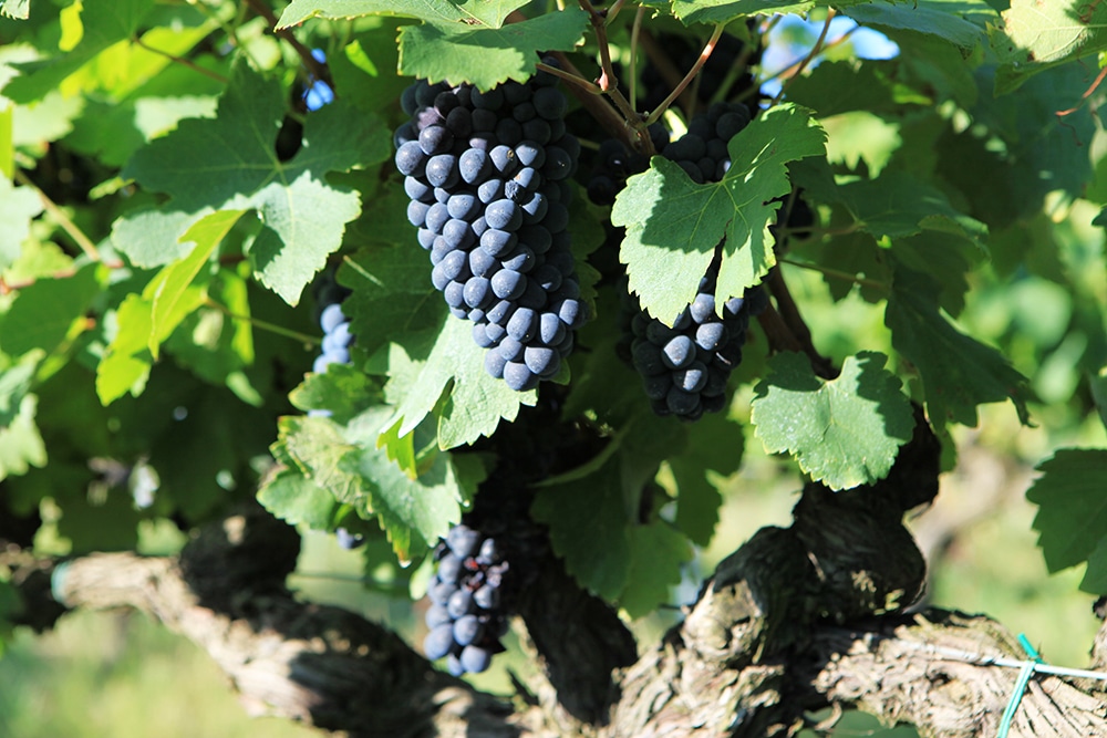 Domaine De Laplagnol vins Côtes du rhône dans le Gard (30)