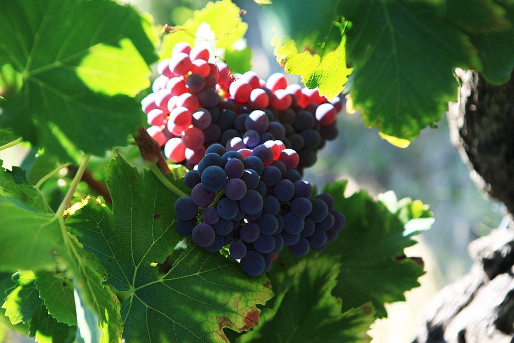 Domaine De Laplagnol vins Côtes du rhône dans le Gard (30)