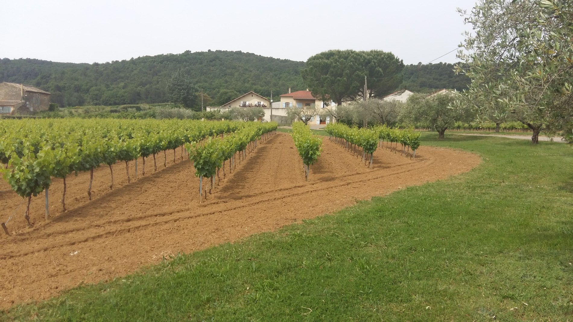 Domaine De Laplagnol vins Côtes du rhône dans le Gard (30)