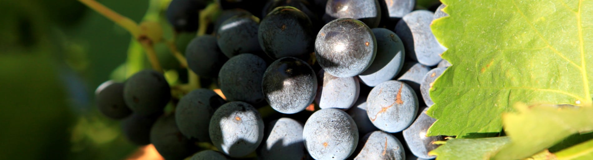 Domaine De Laplagnol vins Côtes du rhône dans le Gard (30)