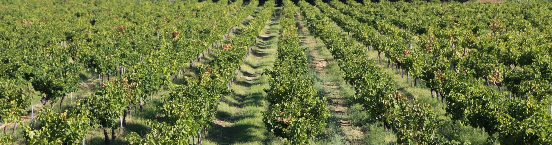 Domaine De Laplagnol vins Côtes du rhône dans le Gard (30)